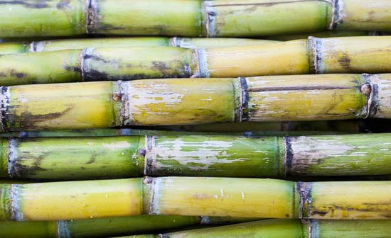 【竹蔗】皮绿身直似竹的果中佳品——竹蔗