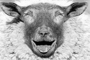 小绵羊蕴含大营养——绵羊