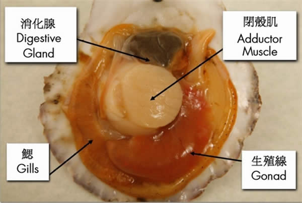 这些带壳的家伙，你都分得清吗？