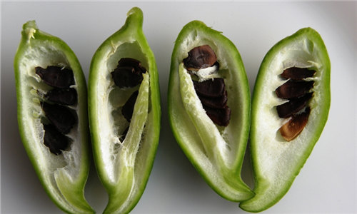 【辣椒瓜】世界上最小的瓜，滋味却让人惊叹