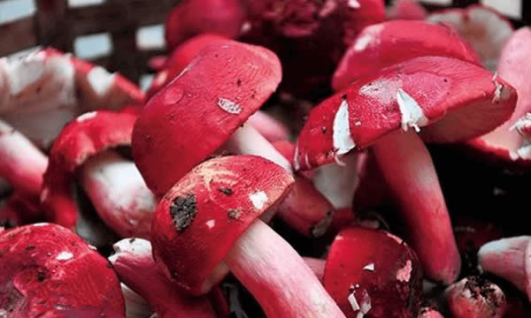 【红菇】天价红菇一斤3000块，到底贵在哪里？.jpg