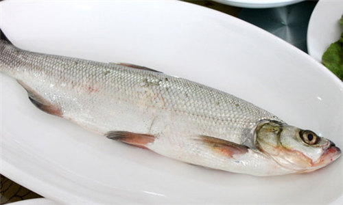 【白鲦】这种鱼体型虽小却会发出白光，你见过吗？
