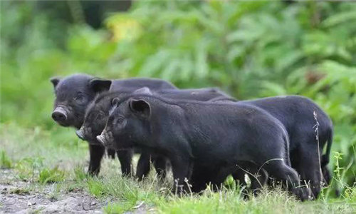【藏香猪】一只为猪正名的猪，一种奇香无比的食材