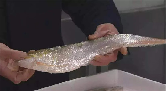12种中国最珍贵的顶级食用鱼
