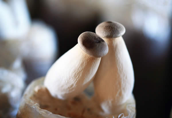 【杏鲍菇】美味营养的菌类——杏鲍菇