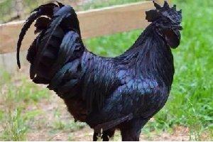 它被誉为鸡中的“兰博基尼”，一只18000元！