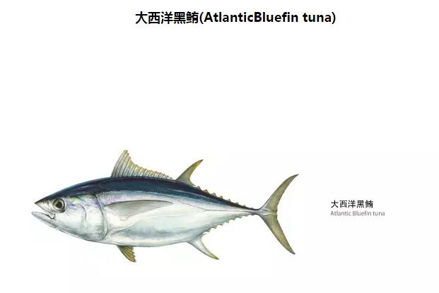 黑鲔鱼和长腰鲔到底是不是同一种鱼？.jpg