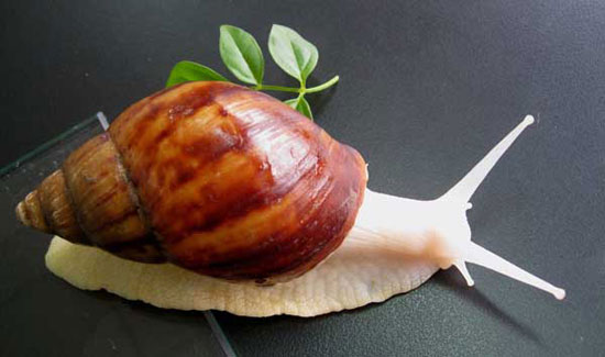【白玉蜗牛】中式餐桌上的洋味道——白玉蜗牛