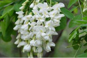 可观可食可药的白皙花卉