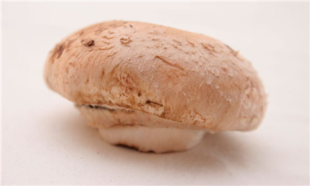 【牛排菇】生在树上的菌菇，长在山上的“牛肉”