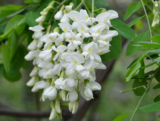 【槐花】可观可食可药的花食材——槐花的做法及营养功效