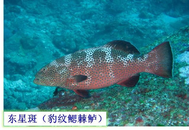 【石斑鱼】可能是史上最权威的石斑鱼介绍，如何区分珍珠龙胆、龙