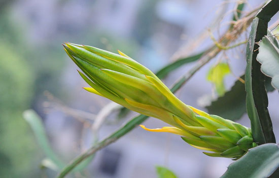 【剑花】霸气无比的清补花——剑花