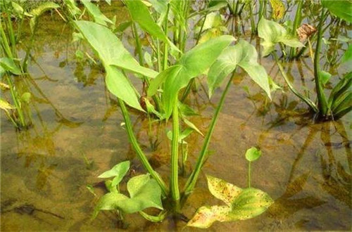 荸荠、慈姑：水果摊上的脆鲜甜和年夜饭里的水中仙