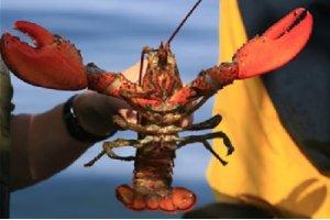 海鲜之王——加拿大龙虾