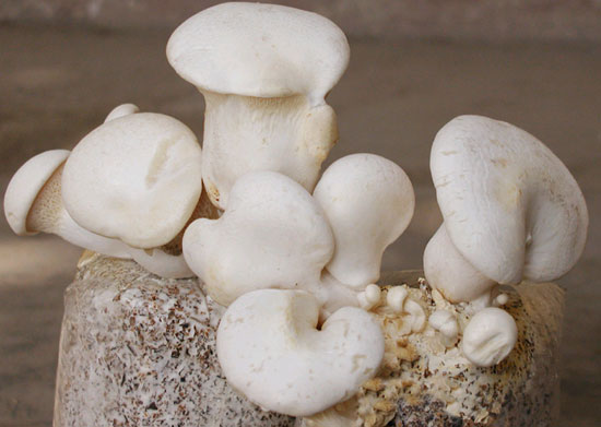 【白灵菇】形似灵芝的补益名菌——白灵菇