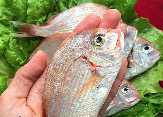 【赤鯮】能防过敏的珍贵海鱼——赤鯮的做法及营养功效