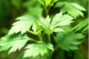 吃下这春之奇迹，装入一肚子春光