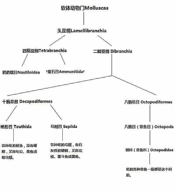 【章鱼】厨师们，其实你们并不了解章鱼.jpg