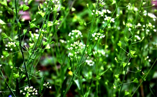 【荠菜】三月三，荠菜当灵丹