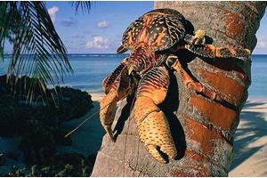 爱吃椰子的强盗蟹——椰子蟹