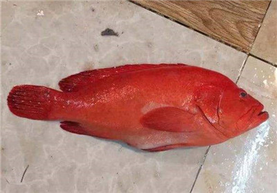 红玫瑰很常见，可红玫瑰鱼你有见过吗？
