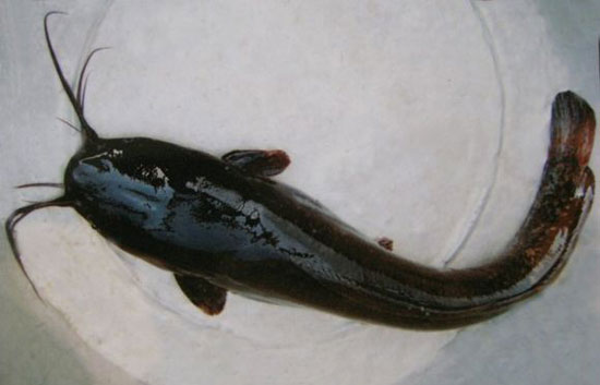 【塘鲺】这种鱼原来是有名的滋补品——塘鲺鱼