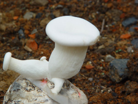 【白灵菇】形似灵芝的补益名菌——白灵菇