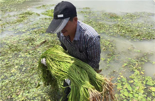 这种食材被誉为“美人菜”，马上要火！值得一试！