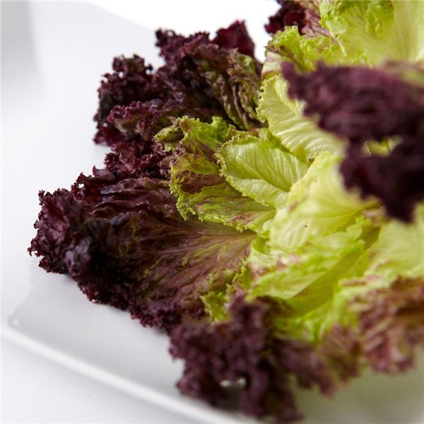 【紫叶生菜】西餐必不可少的蔬菜