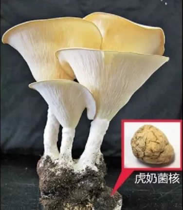 长在老虎窝的菌，你见过吗？