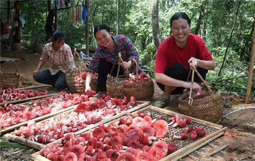 它是菇中之王，3000一斤都不算贵！