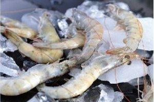 厄瓜多尔白虾很火，但这几个常见问题，你都了解吗？