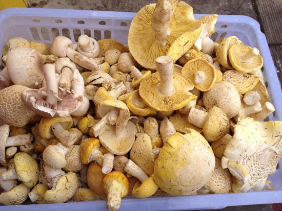 【黄菇】菇类极品的“草原仙菇”——黄菇的做法及营养功效