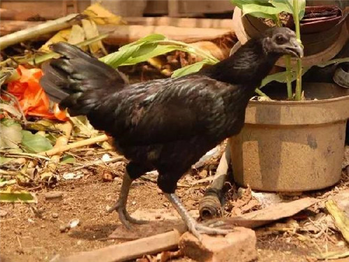 它被誉为鸡中的“兰博基尼”，一只18000元！