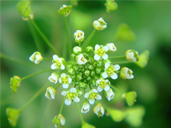 【荠菜】三月三，荠菜当灵丹