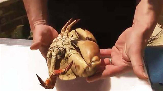 这种肉蟹，蟹黄竟然比蟹足足多10倍！
