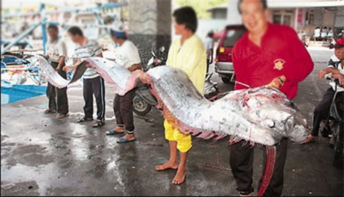 最长达11米！这种“巨型带鱼”到底是什么？真相是……