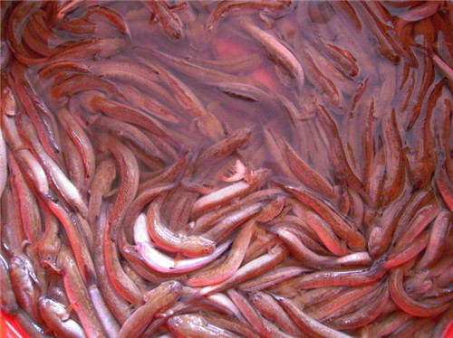 它被誉为“江山美人鱼”，你见过吗？
