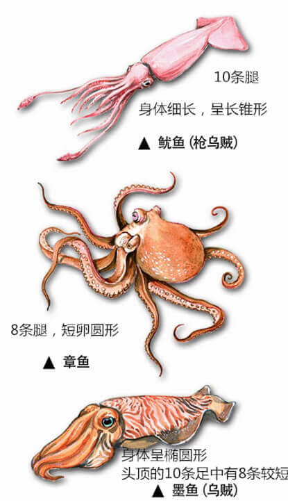 【章鱼】厨师们，其实你们并不了解章鱼.jpg