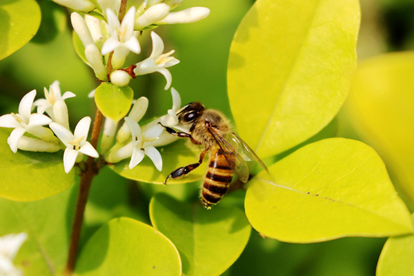蜜蜂蛰消肿的最快方法