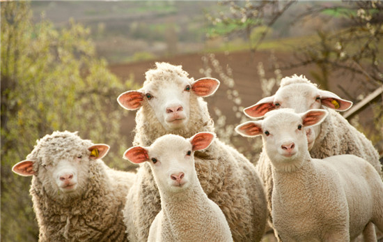 【羊肉】山羊肉与绵羊肉的区别.jpg