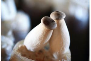美味营养的菌类——杏鲍菇