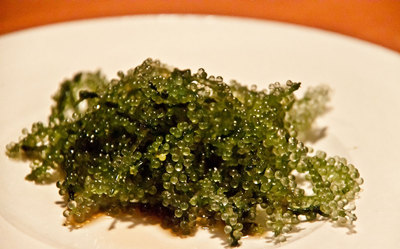 【海葡萄】绿色“鱼子酱”，你见过吗？