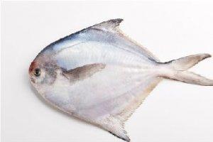 海鱼食材里的“江湖老大”——斗仓鱼