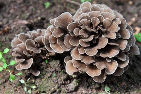 【灰树菇】手舞足蹈的真菌——灰树菇的营养及功效