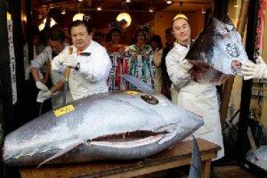 鱼中之王，顶级寿司食材——黑鲔鱼