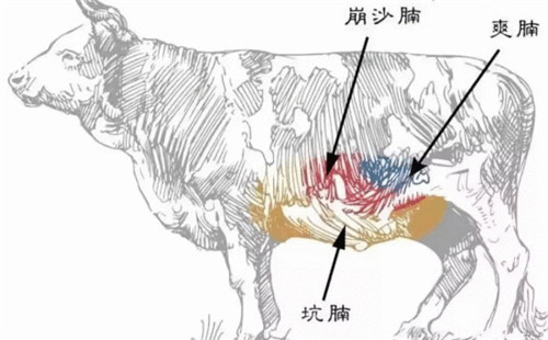 牛肉不同部位的特点、烹饪手法，你了解多少？