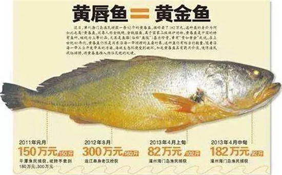 12种中国最珍贵的顶级食用鱼