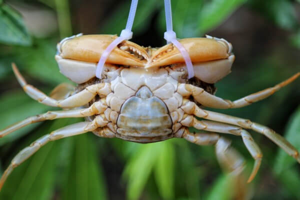 【螃蟹】螃蟹旺季到啦，这些螃蟹品种你了解吗！.jpg